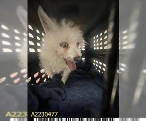 Mutt Dogs for adoption in West Palm Beach, FL, USA