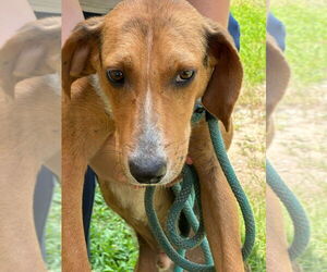 Mutt Dogs for adoption in Tarboro, NC, USA