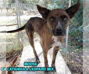 Medium Photo #1 Catahoula Leopard Dog-Unknown Mix Puppy For Sale in Conway, AR, USA