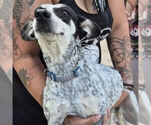 Mutt Dogs for adoption in San Antonio, TX, USA