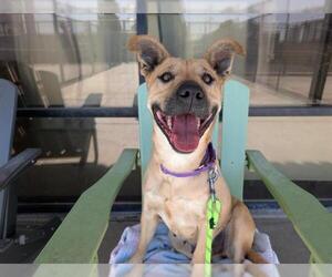Shepradors Dogs for adoption in Denver, CO, USA