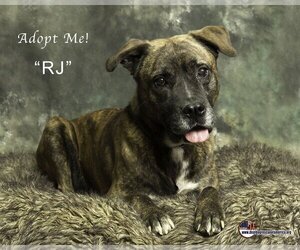 Dutch Shepherd -Unknown Mix Dogs for adoption in Santa Clarita, CA, USA