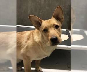 Labrador Retriever-Unknown Mix Dogs for adoption in Conroe, TX, USA