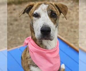 American Staffordshire Terrier Dogs for adoption in San Antonio, TX, USA