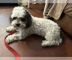 Poochon Dogs for adoption in San Diego , CA, USA