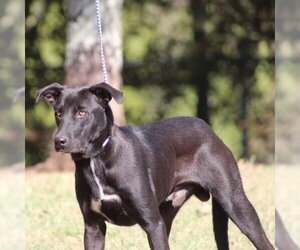 Labrador Retriever Dogs for adoption in Conway, AR, USA