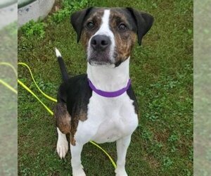 Mutt Dogs for adoption in Easton, PA, USA
