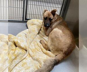 Mutt Dogs for adoption in Modesto, CA, USA