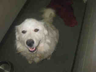 Great Pyrenees Dogs for adoption in Santa Fe, NM, USA