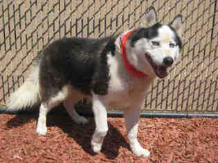 Siberian Husky Dogs for adoption in Norco, CA, USA