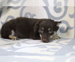 Mutt Dogs for adoption in El Centro, CA, USA