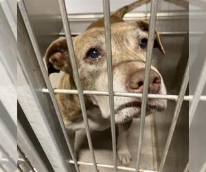 American Pit Bull Terrier Dogs for adoption in Modesto, CA, USA