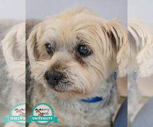 Mutt Dogs for adoption in Kennesaw, GA, USA