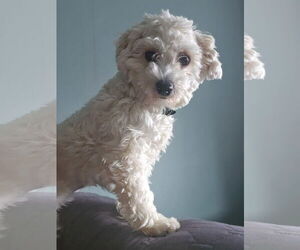 Mutt Dogs for adoption in Morganville, NJ, USA