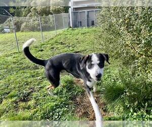 Medium Photo #1 Great Dane-Unknown Mix Puppy For Sale in McKinleyville, CA, USA