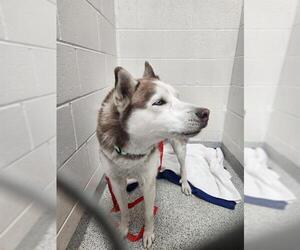 Siberian Husky Dogs for adoption in Naples, FL, USA