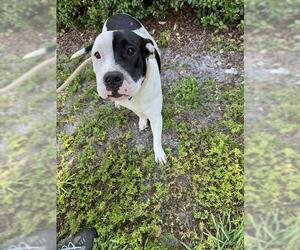 American Staffordshire Terrier Dogs for adoption in Fort Lauderdale, FL, USA