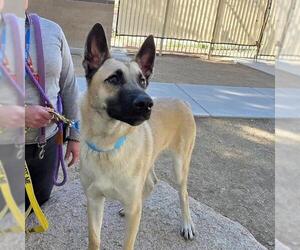 German Shepherd Dog-Unknown Mix Dogs for adoption in Las Vegas, NV, USA