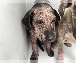 American Pit Bull Terrier-Unknown Mix Dogs for adoption in Houston, TX, USA