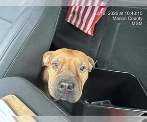 Chinese Shar-Pei-Unknown Mix Dogs for adoption in Ocala, FL, USA