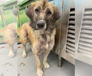 Anatolian Shepherd Dogs for adoption in Waco, TX, USA