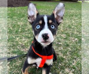 Huskies -Unknown Mix Dogs for adoption in Clarkston, MI, USA