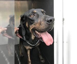 Plott Hound Dogs for adoption in West Valley, UT, USA