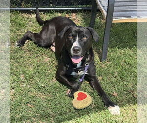 Medium Photo #2 Labrador Retriever-Unknown Mix Puppy For Sale in Millersville, MD, USA