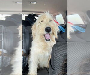 Golden Retriever-Unknown Mix Dogs for adoption in Foristell, MO, USA