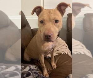 American Pit Bull Terrier Dogs for adoption in Holly Springs, NC, USA