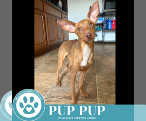 Miniature Pinscher-Unknown Mix Dogs for adoption in Kimberton, PA, USA