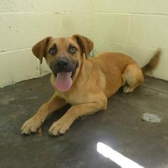 Labrador Retriever-Unknown Mix Dogs for adoption in GREENLAWN, NY, USA