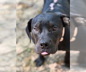American Pit Bull Terrier-Bulldog Mix Dogs for adoption in Raleigh, NC, USA