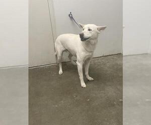 Gerberian Shepsky Dogs for adoption in Rosenberg, TX, USA