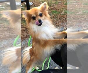 Pomeranian Dogs for adoption in Jackson , NJ, USA