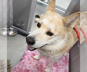German Shepherd Dog-Unknown Mix Dogs for adoption in Las Vegas, NV, USA