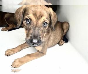 German Shepherd Dog-Rhodesian Ridgeback Mix Dogs for adoption in Houston, TX, USA