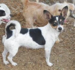 Jack Russell Terrier Dogs for adoption in Yucaipa, CA, USA