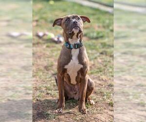 American Pit Bull Terrier-Unknown Mix Dogs for adoption in Waterford, VA, USA