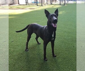 Dutch Shepherd -Unknown Mix Dogs for adoption in Mooresville, NC, USA
