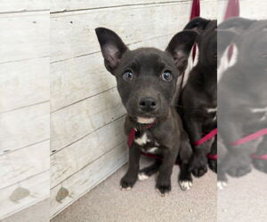 American Pit Bull Terrier-Unknown Mix Dogs for adoption in San Bernardino, CA, USA