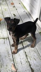Doberman Pinscher Dogs for adoption in Rockaway, NJ, USA