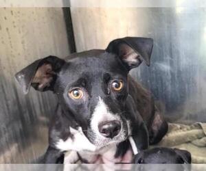 Mutt Dogs for adoption in San Antonio, TX, USA