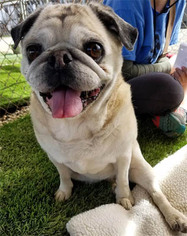 Pug Dogs for adoption in Ventura, CA, USA