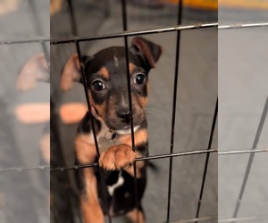 Chipin Dogs for adoption in Holly Springs, NC, USA