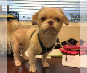 Shih Tzu Dogs for adoption in Lucedale, MS, USA