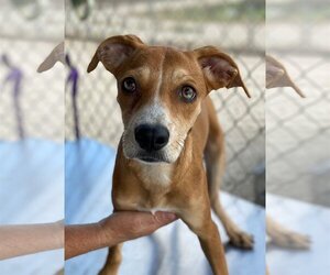 Beagle-Whippet Mix Dogs for adoption in Pleasanton, TX, USA