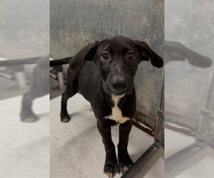 Rhodesian Ridgeback-Unknown Mix Dogs for adoption in Conroe, TX, USA