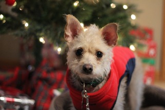 Cairn Terrier Dogs for adoption in St. Bonifacius, MN, USA