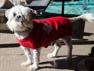 Shih Tzu Dogs for adoption in Glendale , AZ, USA